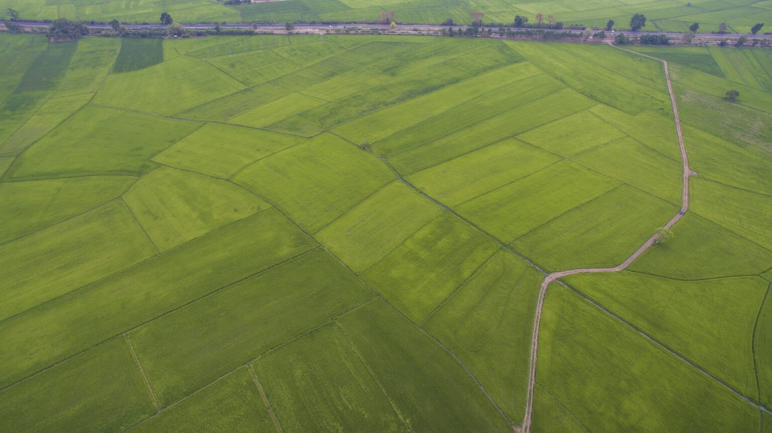 Rice farm Map, Bird Eye View.soft focus.