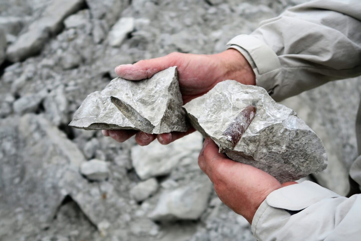 holding belemnite fossil of a chalk rock quarry in hands